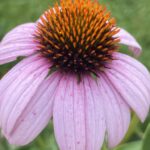 Eastern Purple Coneflower