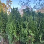 Emerald Green Arborvitae