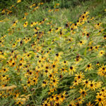 Black-Eyed Susans