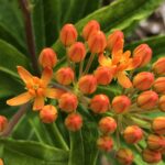 Butterfly Weed (Asclepias tuberosa)