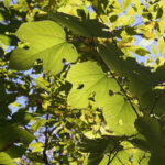 Red Mulberry (Morus rubra)