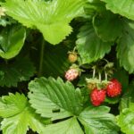 Wild Strawberries