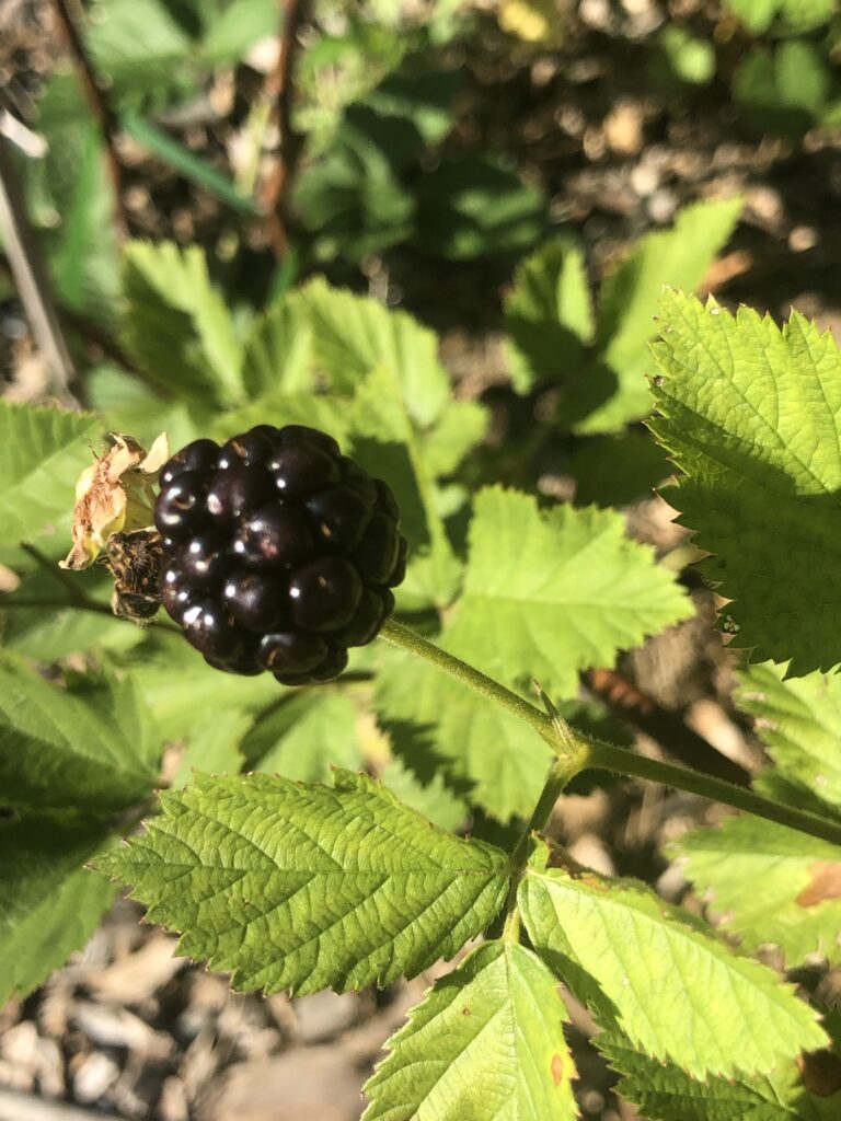 Propagating Berries